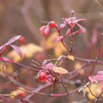 海角社区国产精伦最新动态与发展趋势分析 4kf9rxq79