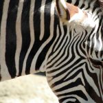 爱吾游戏宝盒:探索无限乐趣,畅享游戏世界的精彩旅程 v7savg91